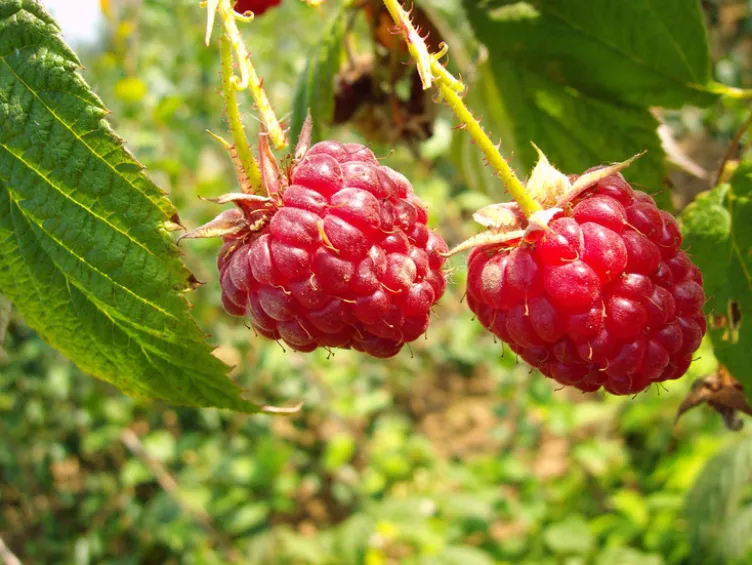 Beerenobst, 4 Pflanzen, Johannisbeere, Stachelbeere, Himbeere, Brombeere, winterhart