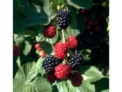 Beerenobst, 4 Pflanzen, Johannisbeere, Stachelbeere, Himbeere, Brombeere, winterhart