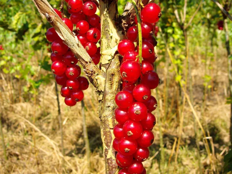 Beerenobst, 4 Pflanzen, Johannisbeere, Stachelbeere, Himbeere, Brombeere, winterhart