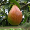 Birne 'Gute Luise', Buschbaum