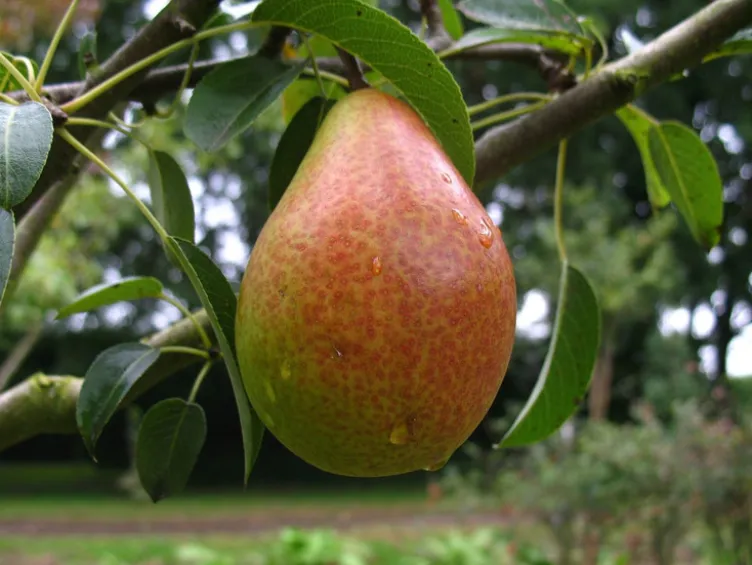 Birne 'Gute Luise', Buschbaum