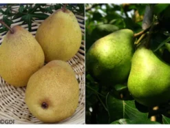 Birne »Williams Christ« und »Köstliche von Charneux«, 2 Pflanzen, Buschbaum, süß-saftig