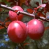 Blutpflaume 'Trailblazer'