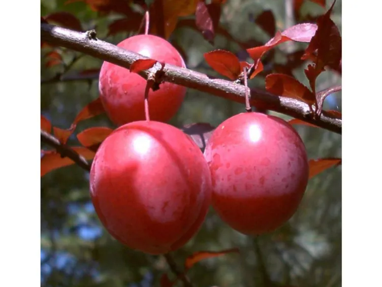 Blutpflaume 'Trailblazer'