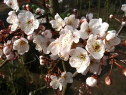 Blutpflaume 'Trailblazer'