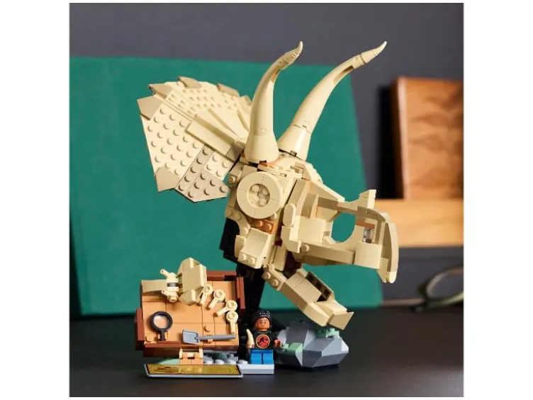 76969 Dinosaurier-Fossilien: Triceratops-Schädel