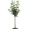 Dülmener Rosenapfel, frosthart, mehrjährig, 4 m Wuchshöhe, 5 Liter Container