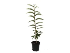 Esskastanie »Belle Epine«, Buschbaum, veredelt, im 5 Liter Topf, 600 bis 800 cm Wuchshöhe