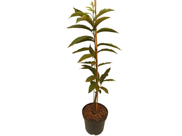 Esskastanie »Belle Epine«, Buschbaum, veredelt, im 5 Liter Topf, 600 bis 800 cm Wuchshöhe