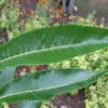 Esskastanie »Doré de Lyon«, Buschbaum, veredelt, im 5 Liter Topf, 800 bis 900 cm Wuchshöhe
