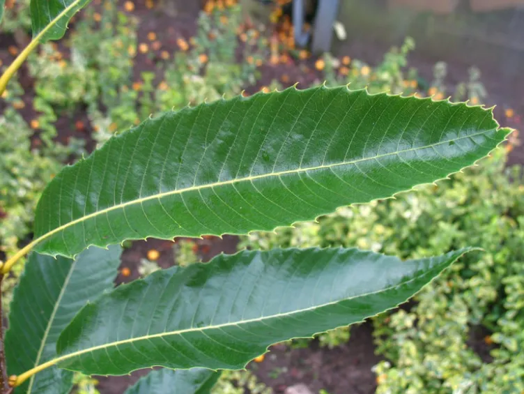 Esskastanie »Doré de Lyon«, Buschbaum, veredelt, im 5 Liter Topf, 800 bis 900 cm Wuchshöhe