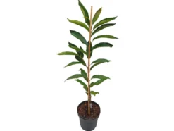 Esskastanie »Doré de Lyon«, Buschbaum, veredelt, im 5 Liter Topf, 800 bis 900 cm Wuchshöhe