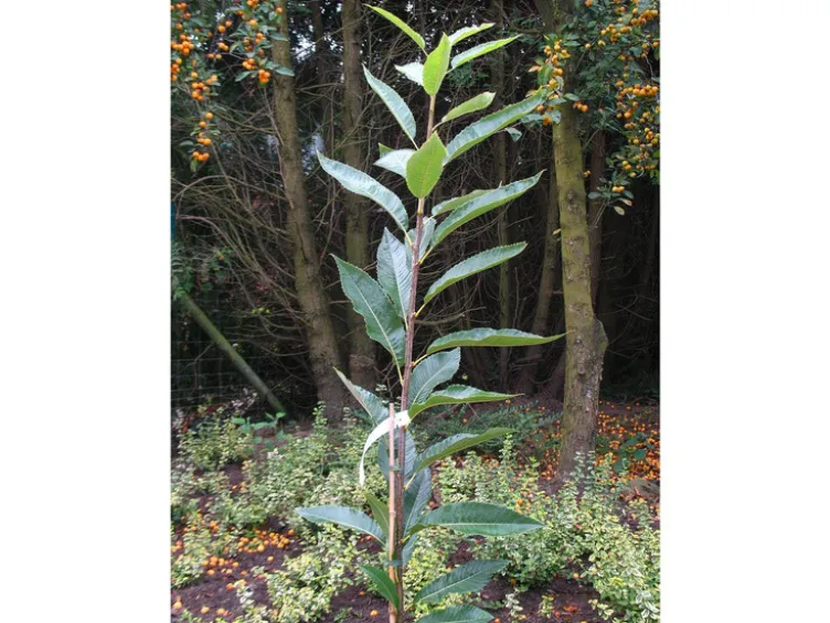 Esskastanie »Doré de Lyon«, Buschbaum, veredelt, im 5 Liter Topf, 800 bis 900 cm Wuchshöhe