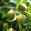Feigenbaum »Pfälzer Fruchtfeige«, selbstfruchtend, mehrjährig, 40 bis 60 cm Lieferhöhe