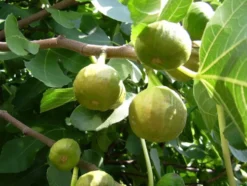 Feigenbaum »Pfälzer Fruchtfeige«, selbstfruchtend, mehrjährig, 40 bis 60 cm Lieferhöhe