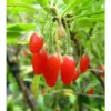 Goji-Beere, winterhart, mehrjährig, 1 Pflanze, 3 m Wuchshöhe, 2 Liter Container