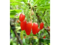 Goji-Beere, winterhart, mehrjährig, 1 Pflanze, 3 m Wuchshöhe, 2 Liter Container