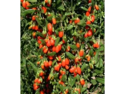 Goji-Beere, winterhart, mehrjährig, 1 Pflanze, 3 m Wuchshöhe, 2 Liter Container