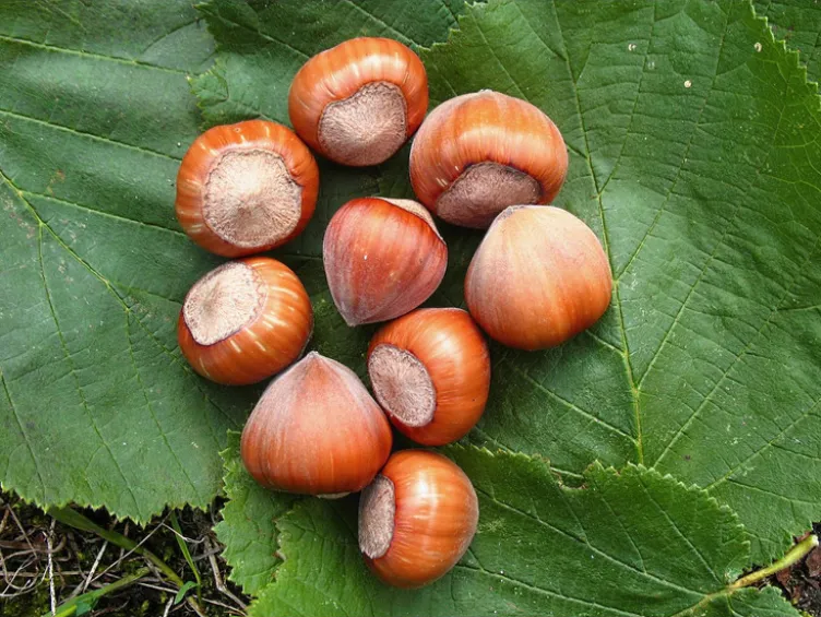 Haselnussbaum »Hallesche Riesen«, große Nüsse, winterhart, wenig anfällig für Krankheiten