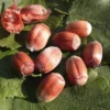 Haselnussbaum »Rote Zellernuss«, mittelgroße Nüsse, mit dunkelroten Kätzchen, winterhart