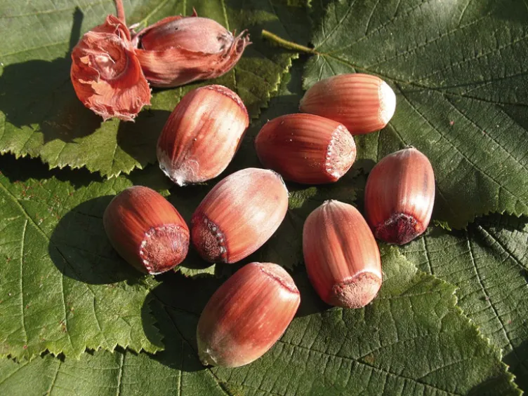 Haselnussbaum »Rote Zellernuss«, mittelgroße Nüsse, mit dunkelroten Kätzchen, winterhart