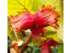 Haselnussbaum »Rote Zellernuss«, mittelgroße Nüsse, mit dunkelroten Kätzchen, winterhart