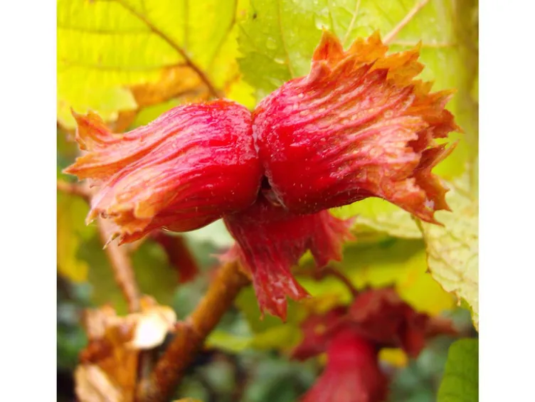 Haselnussbaum »Rote Zellernuss«, mittelgroße Nüsse, mit dunkelroten Kätzchen, winterhart