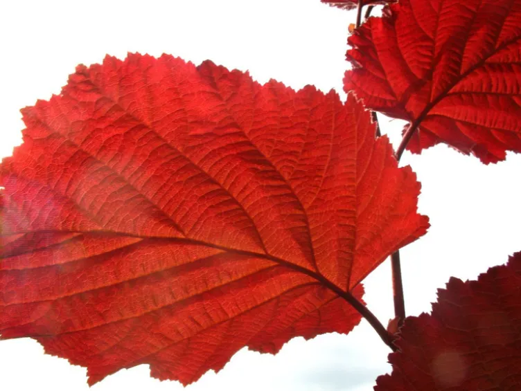 Haselnussbaum »Rote Zellernuss«, mittelgroße Nüsse, mit dunkelroten Kätzchen, winterhart