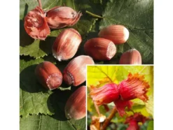 Haselnussbaum »Rote Zellernuss«, mittelgroße Nüsse, mit dunkelroten Kätzchen, winterhart