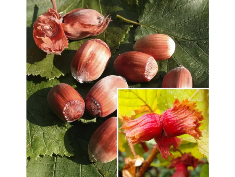 Haselnussbaum »Rote Zellernuss«, mittelgroße Nüsse, mit dunkelroten Kätzchen, winterhart