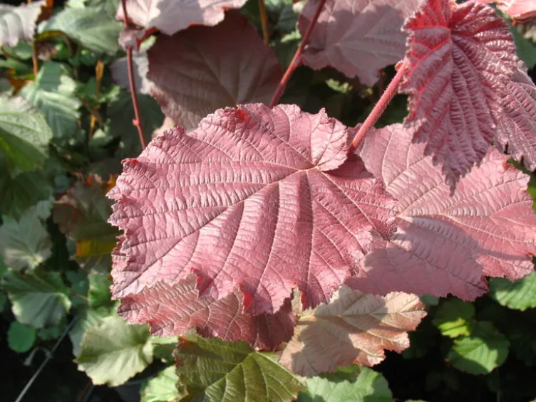 Haselnussbaum »Rote Zellernuss«, mittelgroße Nüsse, mit dunkelroten Kätzchen, winterhart