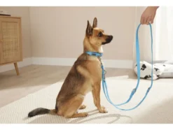 Hundehalsband und Leine, 3-fach verstellbar