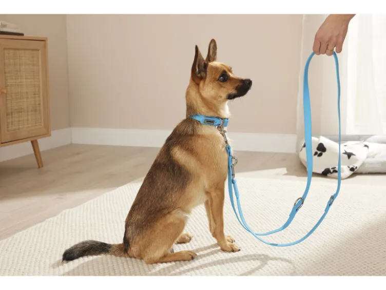 Hundehalsband und Leine, 3-fach verstellbar