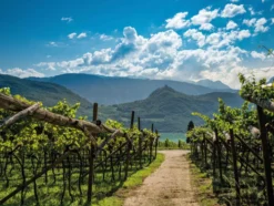 Lagrein Alto Adige DOC trocken, Rotwein 2024