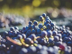 Private Selection Vint Cabernet Sauvignon California trocken, Rotwein 2022