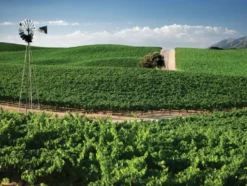 Private Selection Vint Cabernet Sauvignon California trocken, Rotwein 2022