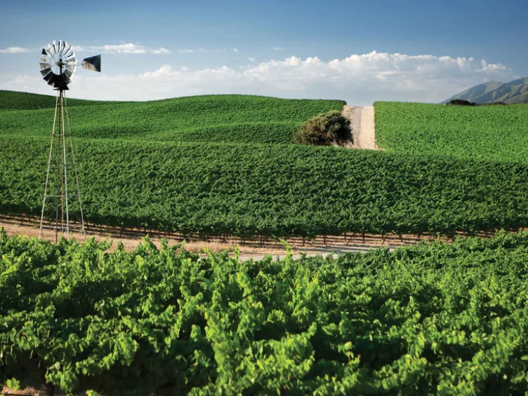 Private Selection Vint Cabernet Sauvignon California trocken, Rotwein 2022