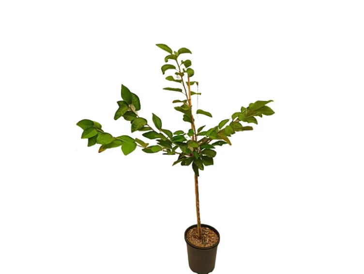 Süßkirsche »Regina«, 120 cm Lieferhöhe, platzfest, 300 cm Wuchshöhe