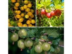 Stachelbeere »Hinnonmäki®», »Hinnonmäki®« und »Invicta®«, 3 Stämmchen je rot, grün und gelb
