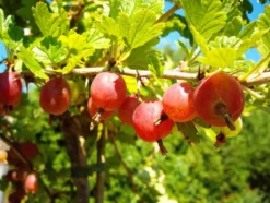 Stachelbeere »Hinnonmäki®», »Hinnonmäki®« und »Invicta®«, 3 Stämmchen je rot, grün und gelb