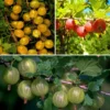 Stachelbeeren, 3 Sträucher je rot, gelb und grün, hohe Erträge, süß-säuerlich, winterhart