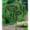 Stachelbeer-Stamm »Hinnonmäki®«, winterhart, mehrjährig, 1 Pflanze, 150 cm Wuchshöhe