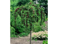 Stachelbeer-Stamm »Hinnonmäki®«, winterhart, mehrjährig, 1 Pflanze, 150 cm Wuchshöhe