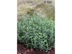 Thymian, 2 Pflanzen