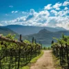 Weißburgunder Alto Adige DOC trocken, Weißwein 2025