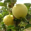 Weißer Klarapfel, winterhart, 100 cm Lieferhöhe, 1 Pflanze