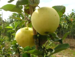 Weißer Klarapfel, winterhart, 100 cm Lieferhöhe, 1 Pflanze