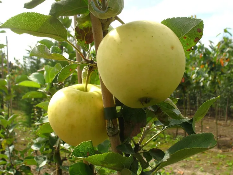 Weißer Klarapfel, winterhart, 100 cm Lieferhöhe, 1 Pflanze