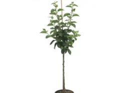 Weißer Klarapfel, winterhart, 100 cm Lieferhöhe, 1 Pflanze