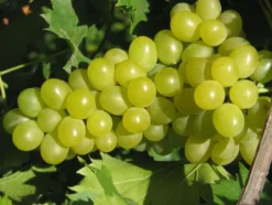 Weinreben-Sortiment, bestehend aus je 1 Pflanze Phönix ®, Regent ® und Lakemont kernlos ®